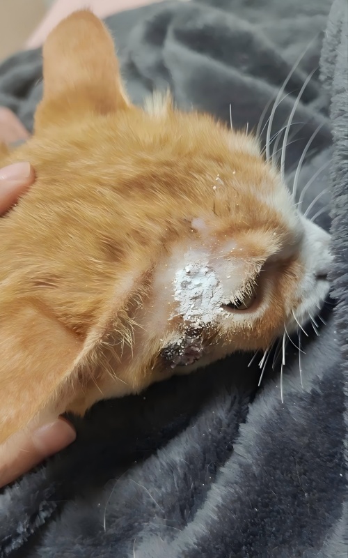 Vetmedix கேஸ் ஷேரிங் 丨 தோல் புண் சிகிச்சையில் உயர் ஆற்றல் லேசர் சிகிச்சையின் பயன்பாடு வழக்கு