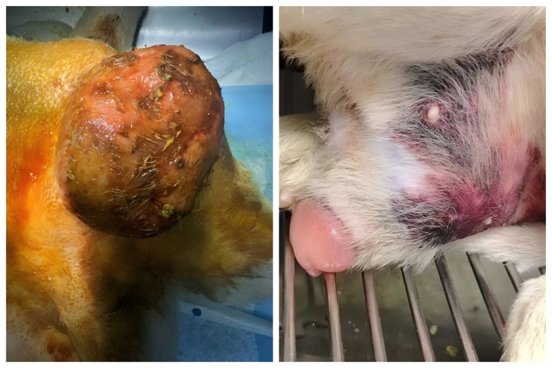 வெட்மெடிக்ஸ் கேஸ் ஷேரிங் மற்றும் புரோஸ்டேடிக் விரிவாக்கத்திற்கு சிகிச்சையளிப்பதில் உயர் ஆற்றல் லேசர் சிகிச்சையின் பயன்பாடு