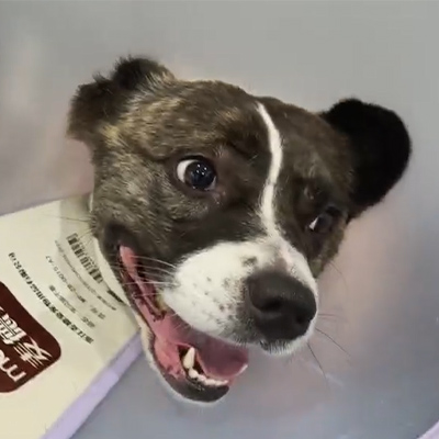 வெட்மெடிக்ஸ் வழக்கு அறிக்கை