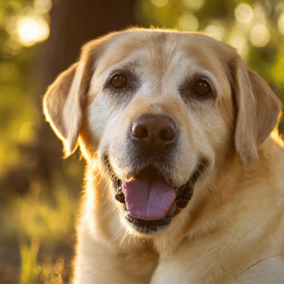 VetMedix கேஸ் ஷேரிங் 丨அதிக ஆற்றல் கொண்ட லேசர் சிகிச்சையின் விண்ணப்ப வழக்கு அறுவை சிகிச்சைக்குப் பின் குணமடையாத பெரியனல் கட்டிகளின் சிகிச்சையில்